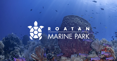 Creatio's No-Code Platform Propels Roatan Marine Park's Conservation Mission